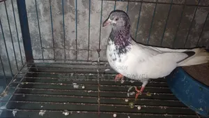 Giribaz Running Female Pigeon for Sale