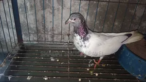 Giribaz Running Female Pigeon for Sale