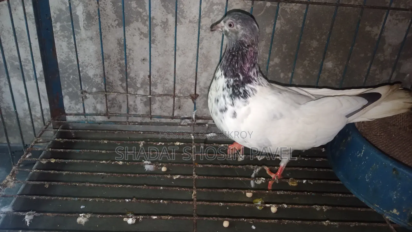 Giribaz Running Female Pigeon for Sale