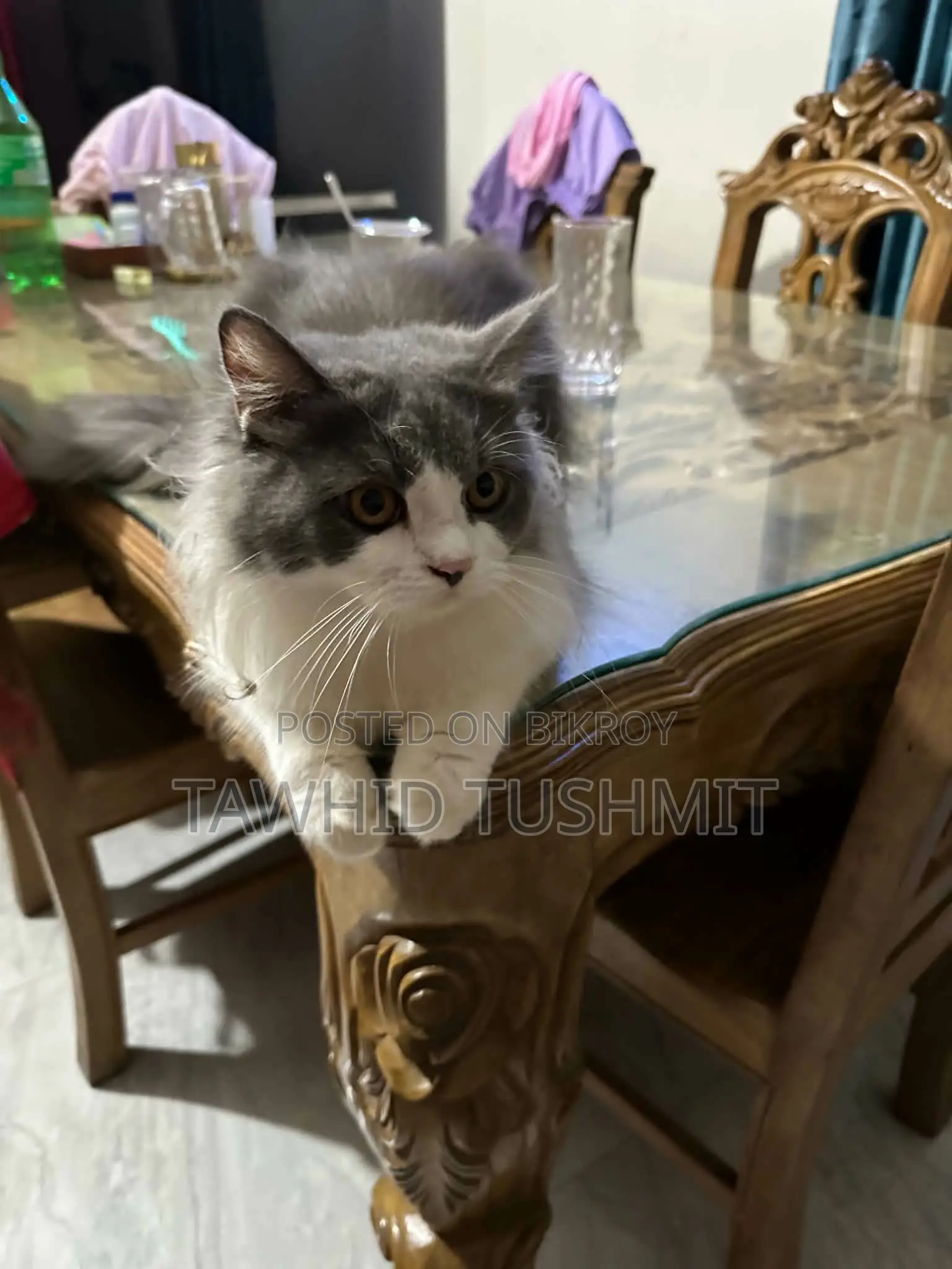 1+ Year Male Purebred Persian Cat