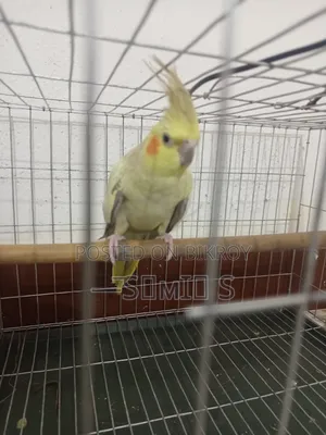 100% Running Cinnamon Pearl Cockatiel Female