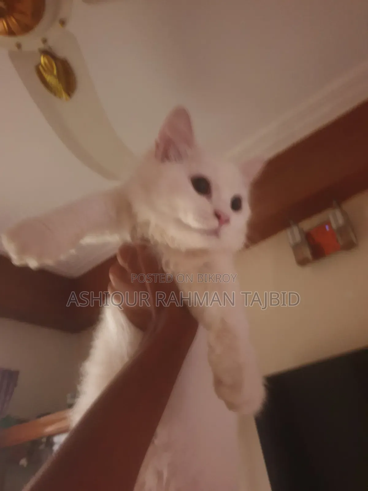 3-6 Months Female Purebred Persian Cat