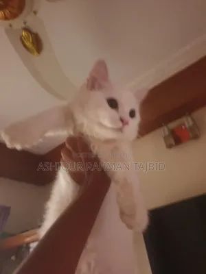 3-6 Months Female Purebred Persian Cat
