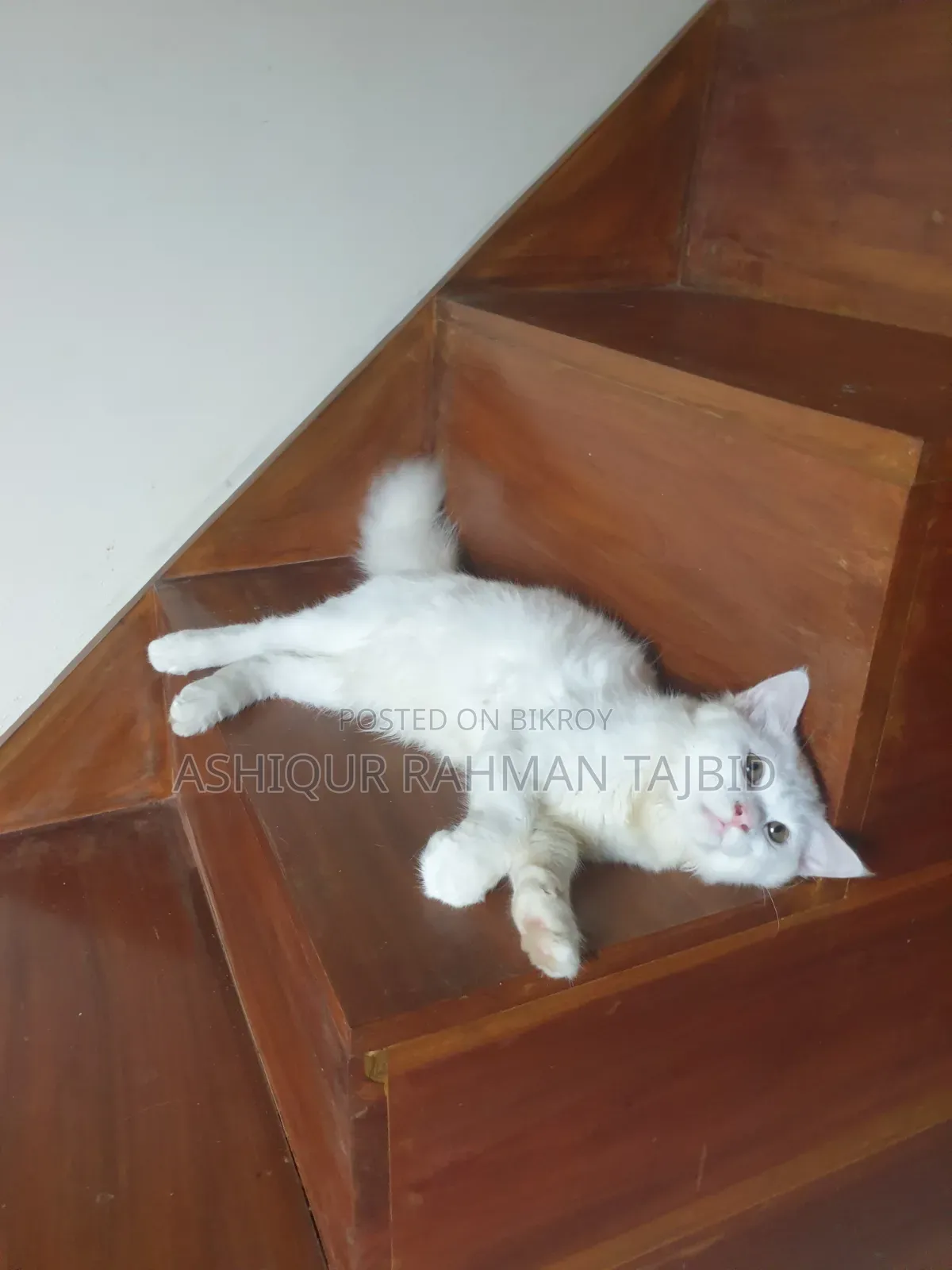 3-6 Months Female Purebred Persian Cat