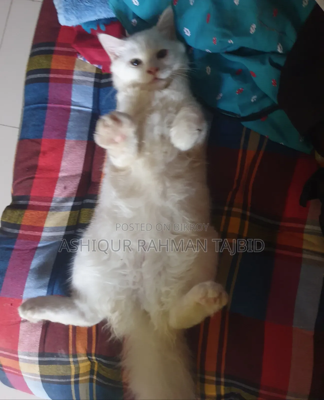 3-6 Months Female Purebred Persian Cat