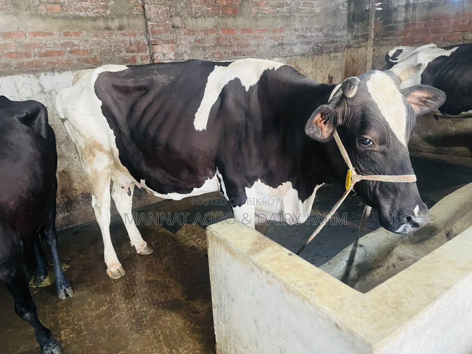 গাভী গরু বিক্রি করা হবে