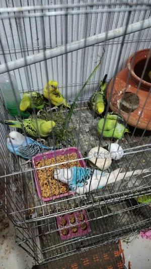 Budgerigar bird chicks
