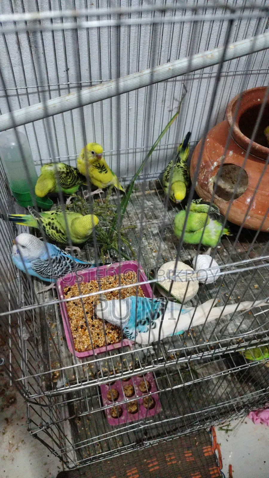 Budgerigar bird chicks