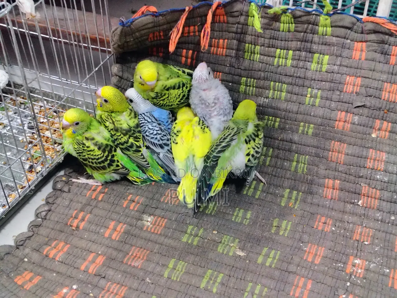 Budgerigar bird chicks