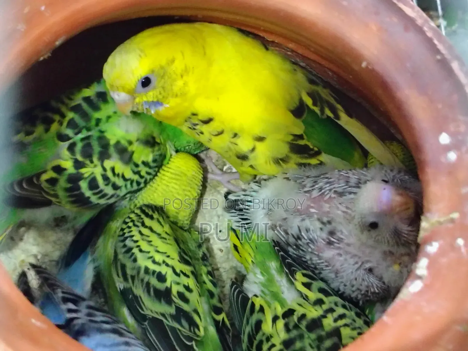 Budgerigar bird chicks