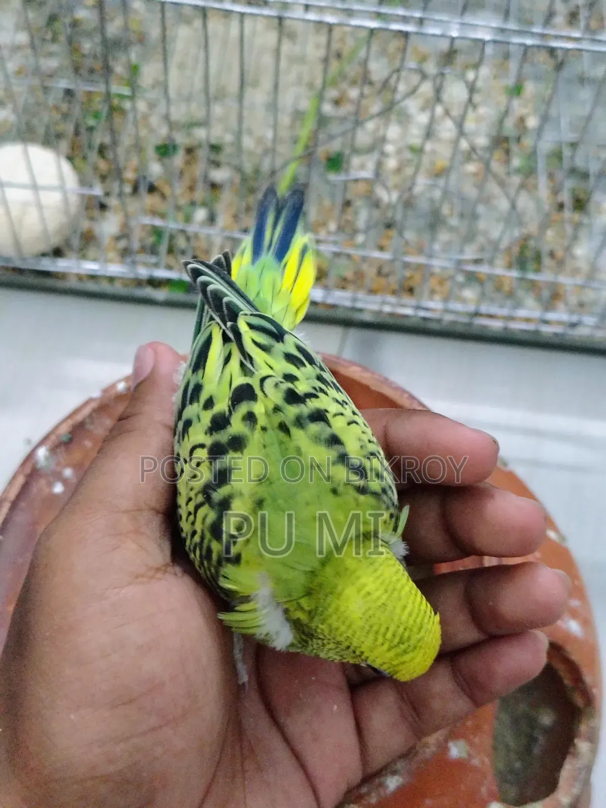 Budgerigar bird chicks