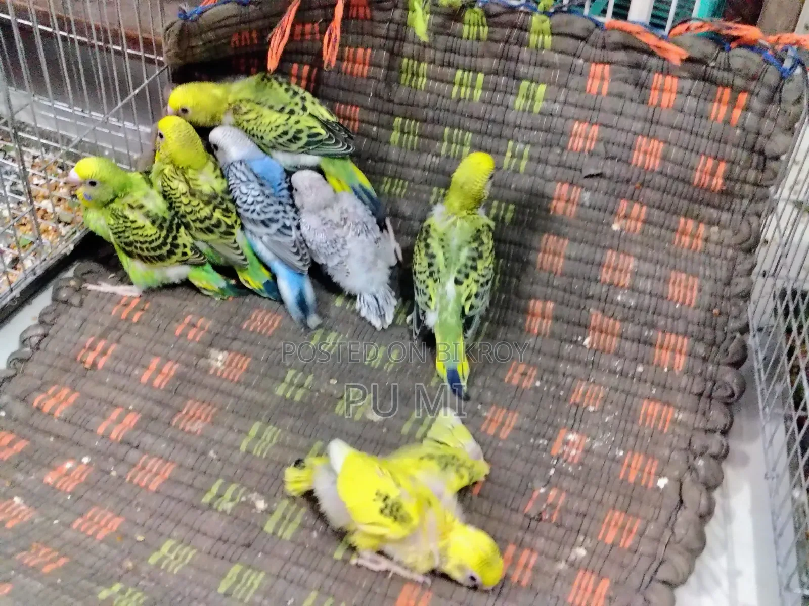 Budgerigar bird chicks