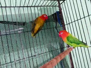 লাভবার্ড গ্রিন ওপলাইন