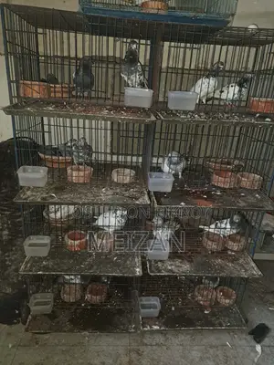 কবুতরের খাঁচা ৮ জোড়া