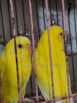 1 Pair Red Eye Lutino Budgerigar