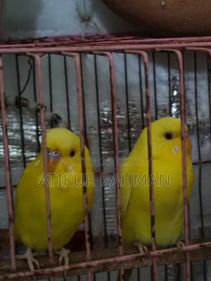 1 Pair Red Eye Lutino Budgerigar