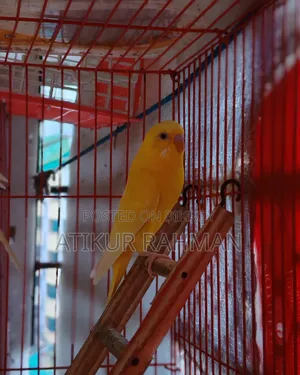 1 Pair Red Eye Lutino Budgerigar