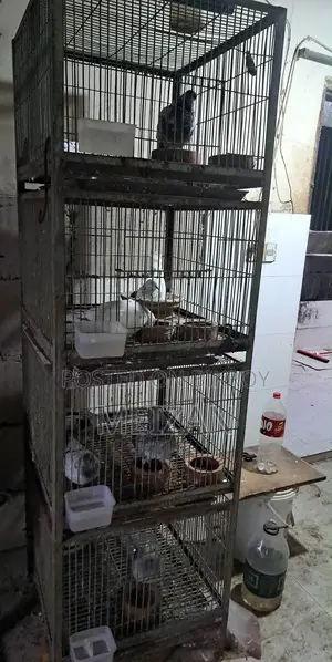 খাঁচা ২ পিস