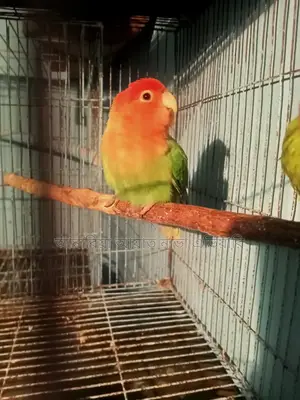 লাভ বার্ডস ফিমেল ২ পিস
