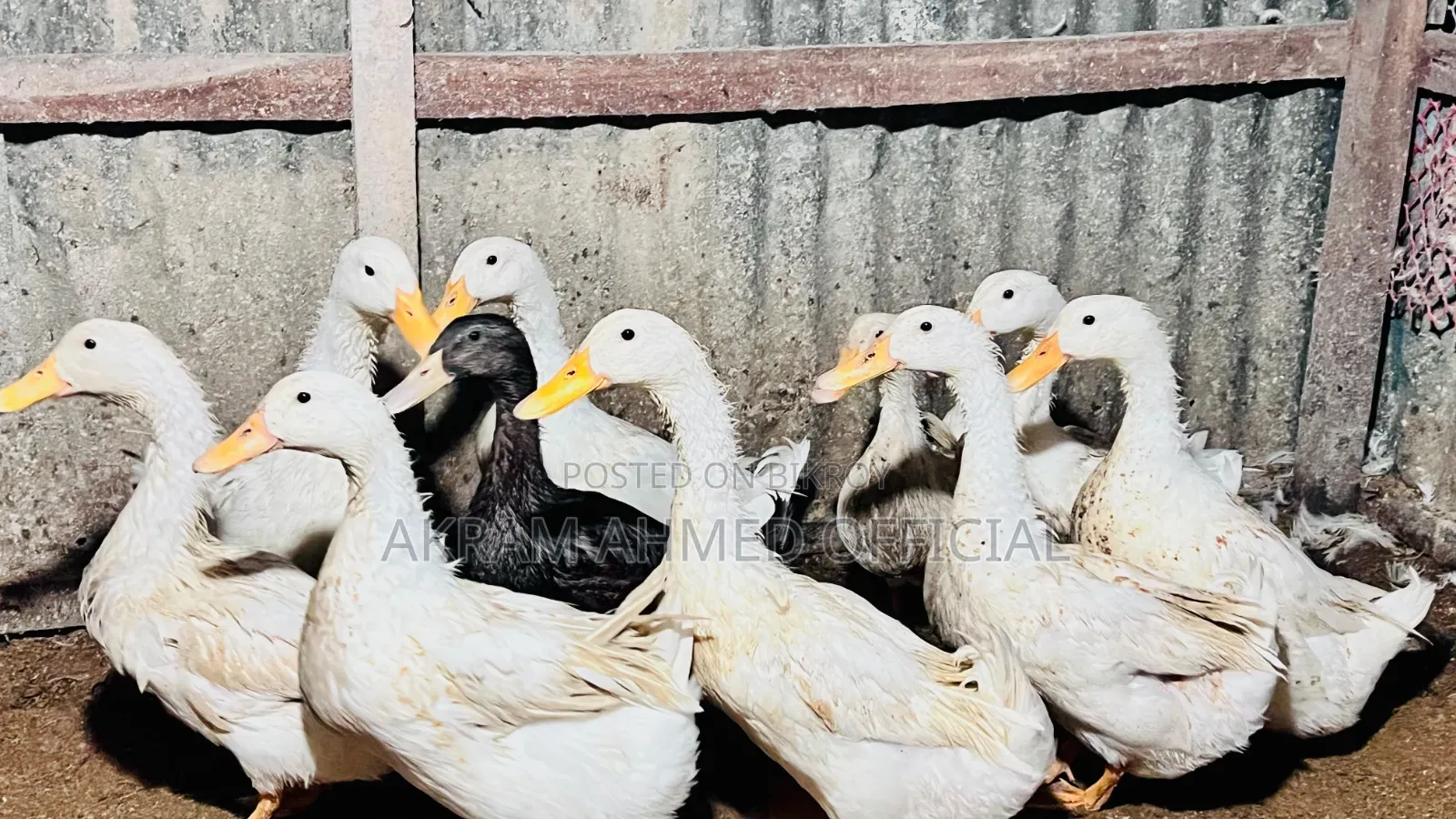 ৬-১২ মাস বয়সী পুরুষ মিশ্র জাতের বেঙ্গল বিড়াল