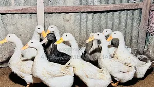 ৬-১২ মাস বয়সী পুরুষ মিশ্র জাতের বেঙ্গল বিড়াল