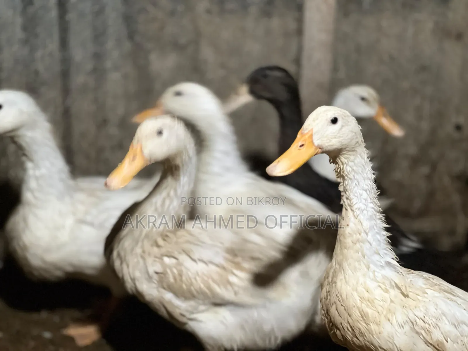 ৬-১২ মাস বয়সী পুরুষ মিশ্র জাতের বেঙ্গল বিড়াল