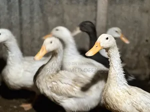৬-১২ মাস বয়সী পুরুষ মিশ্র জাতের বেঙ্গল বিড়াল
