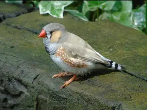 Zebra Finch