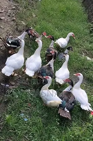 ১১ টা মেইল চিনাহাস