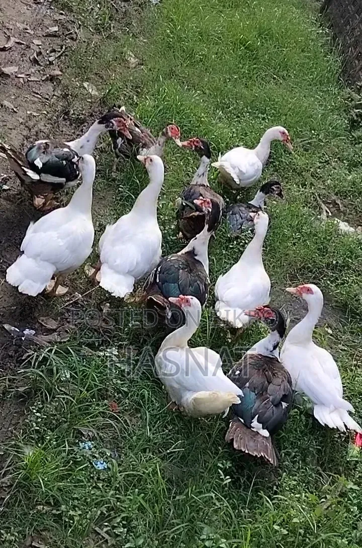 11 Male Muscovy Ducks
