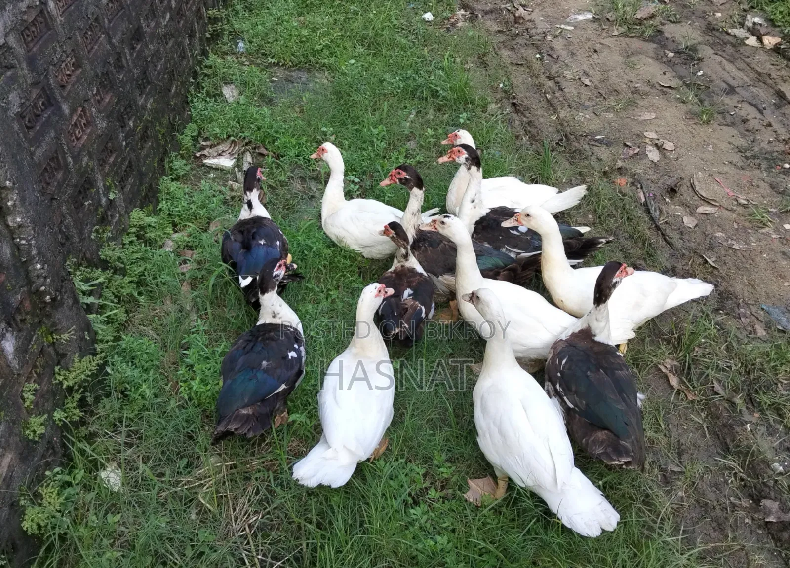 11 Male Muscovy Ducks