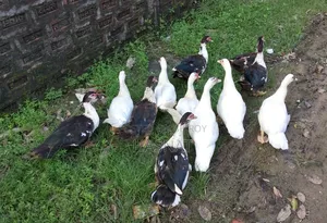 11 Male Muscovy Ducks