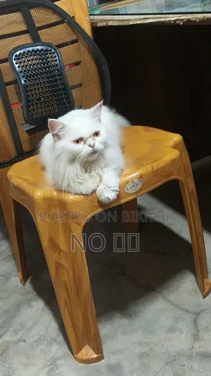 1+ year Female Purebred Persian