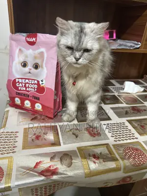 6-12 Months Male Mixed Breed Persian