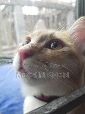6-12 Months Male Mixed Breed Persian