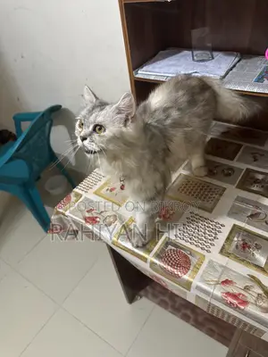 6-12 Months Male Mixed Breed Persian
