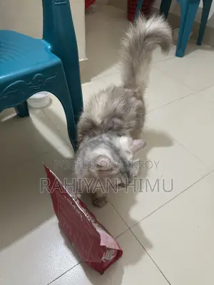 6-12 Months Male Mixed Breed Persian