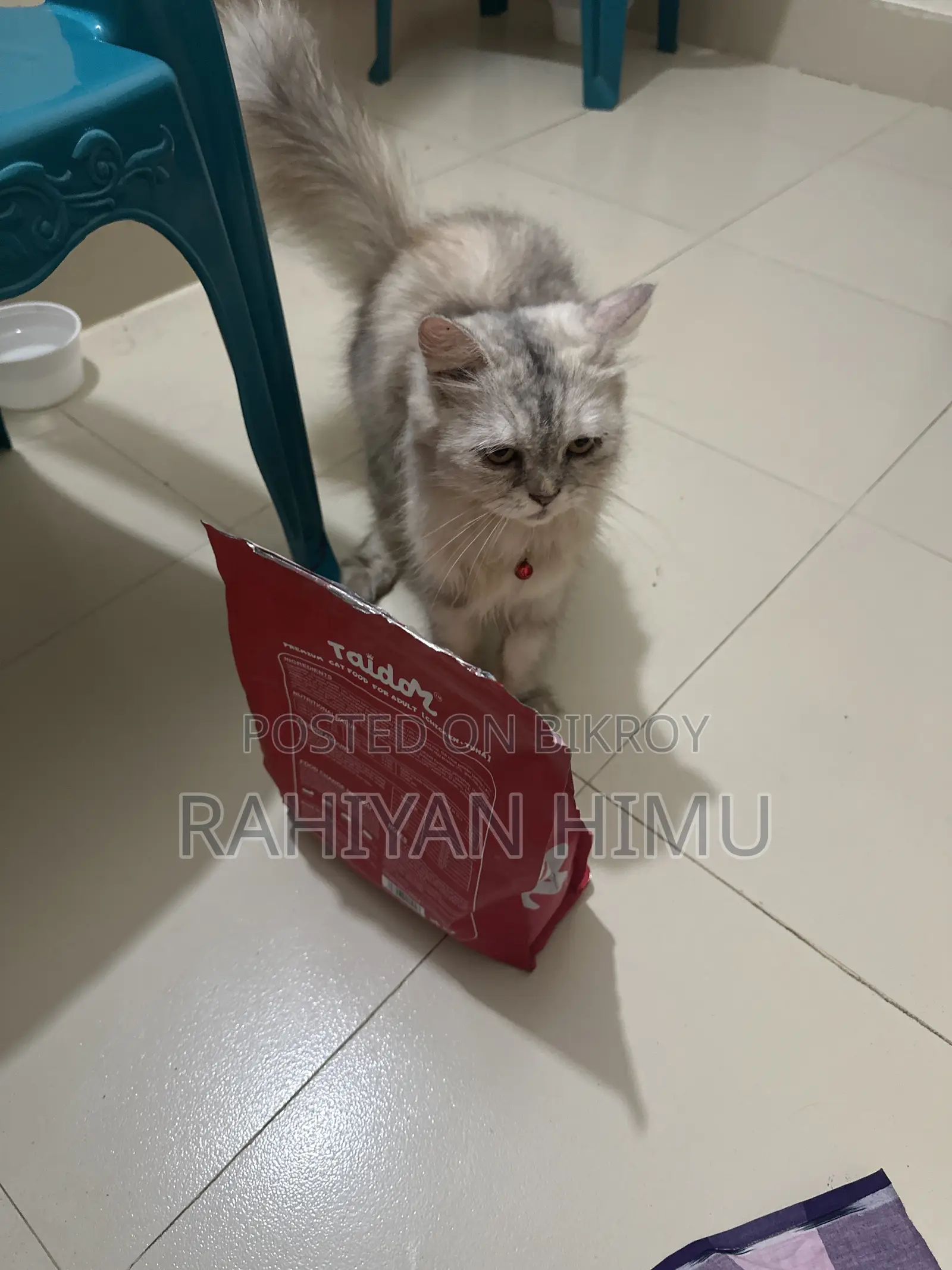 6-12 Months Male Mixed Breed Persian