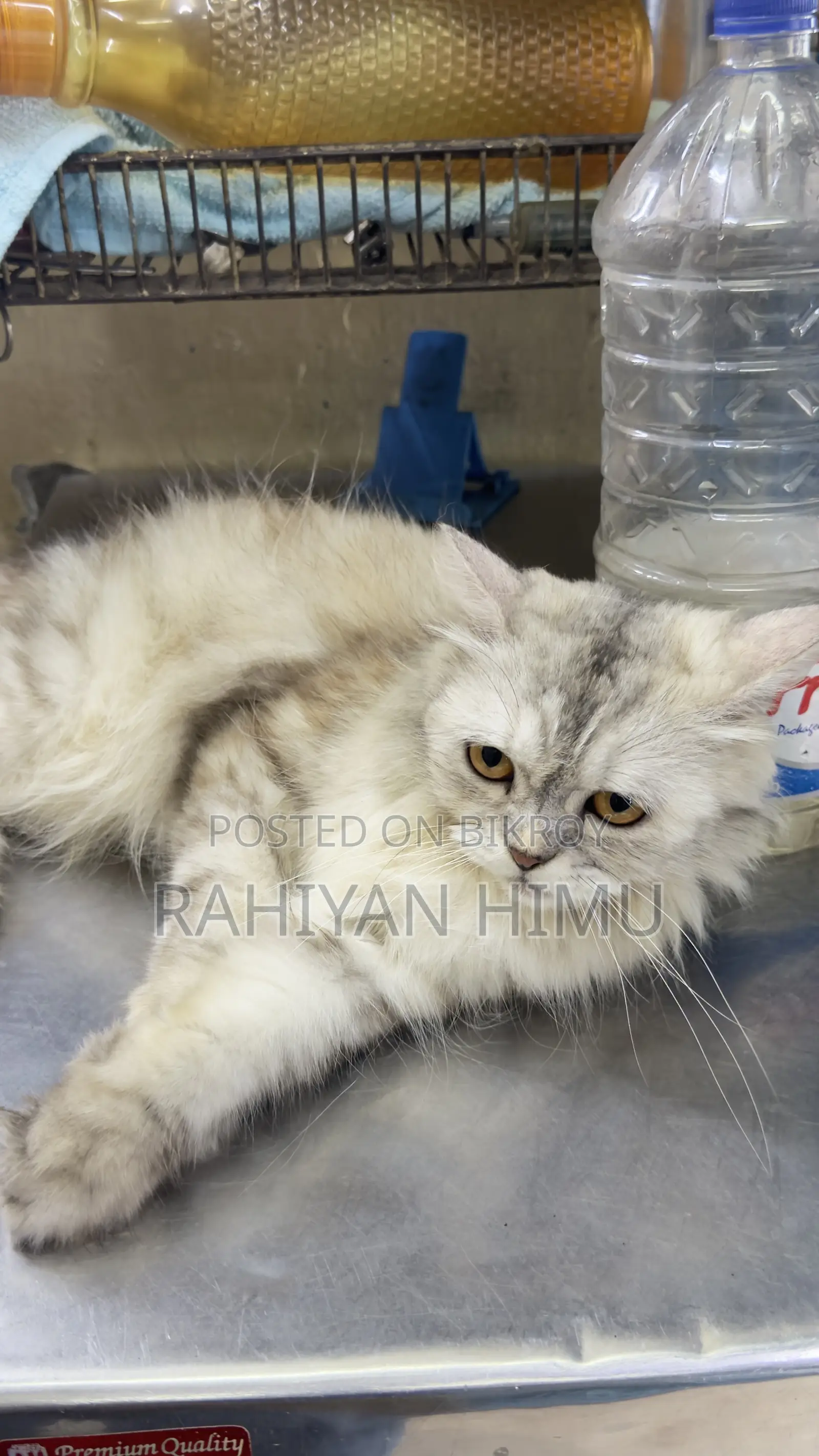 6-12 Months Male Mixed Breed Persian