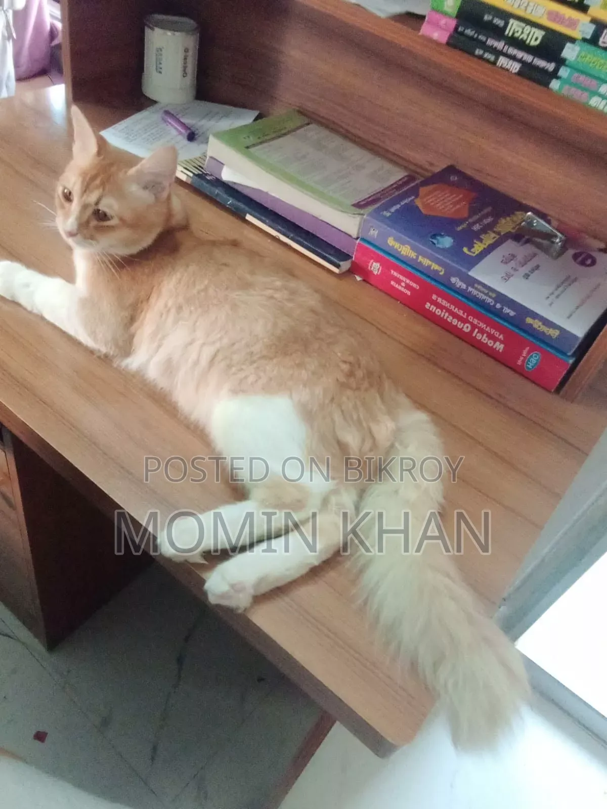 6-12 Months Male Mixed Breed Persian