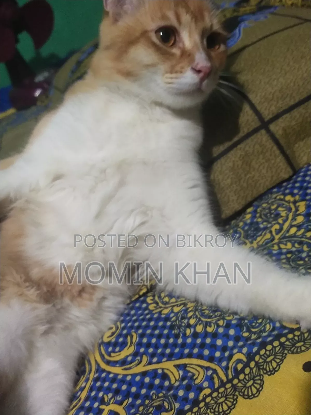 6-12 Months Male Mixed Breed Persian