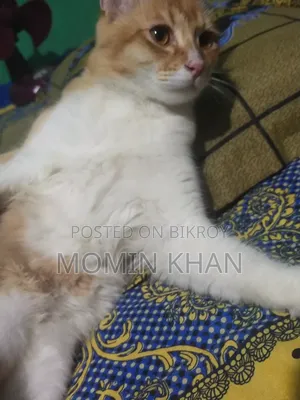 6-12 Months Male Mixed Breed Persian