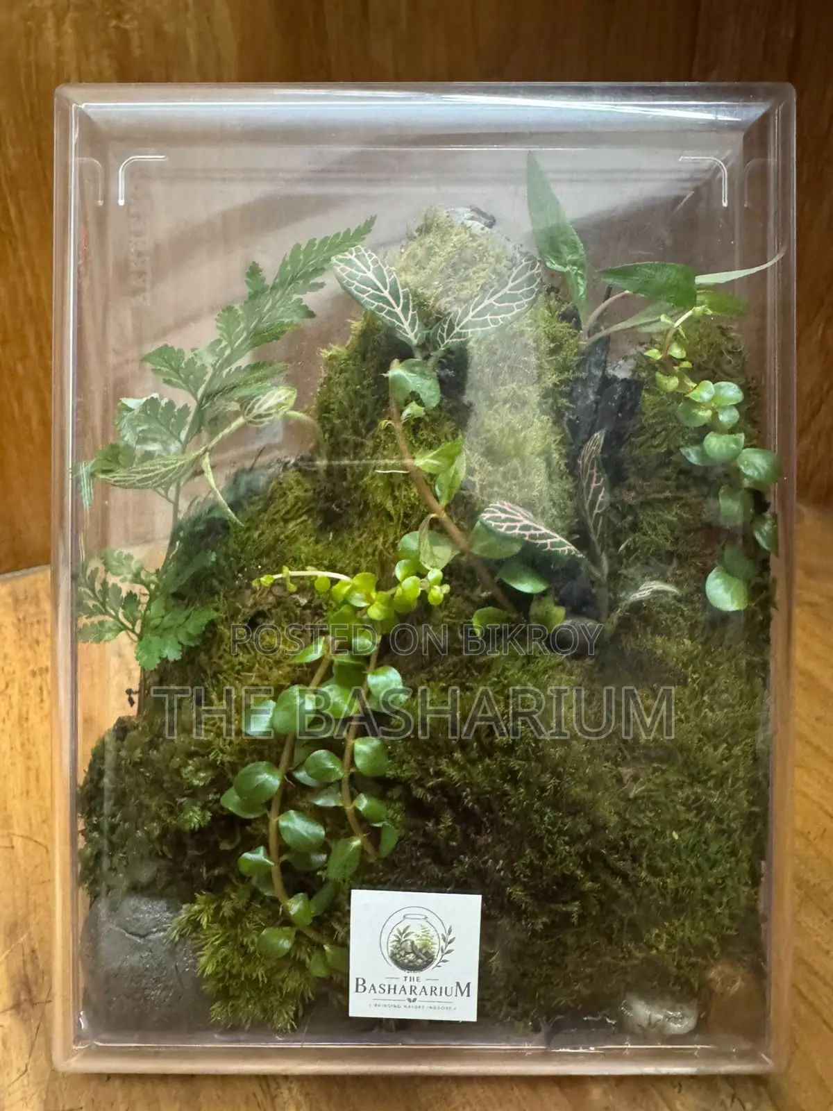 Terrarium - Desk Type