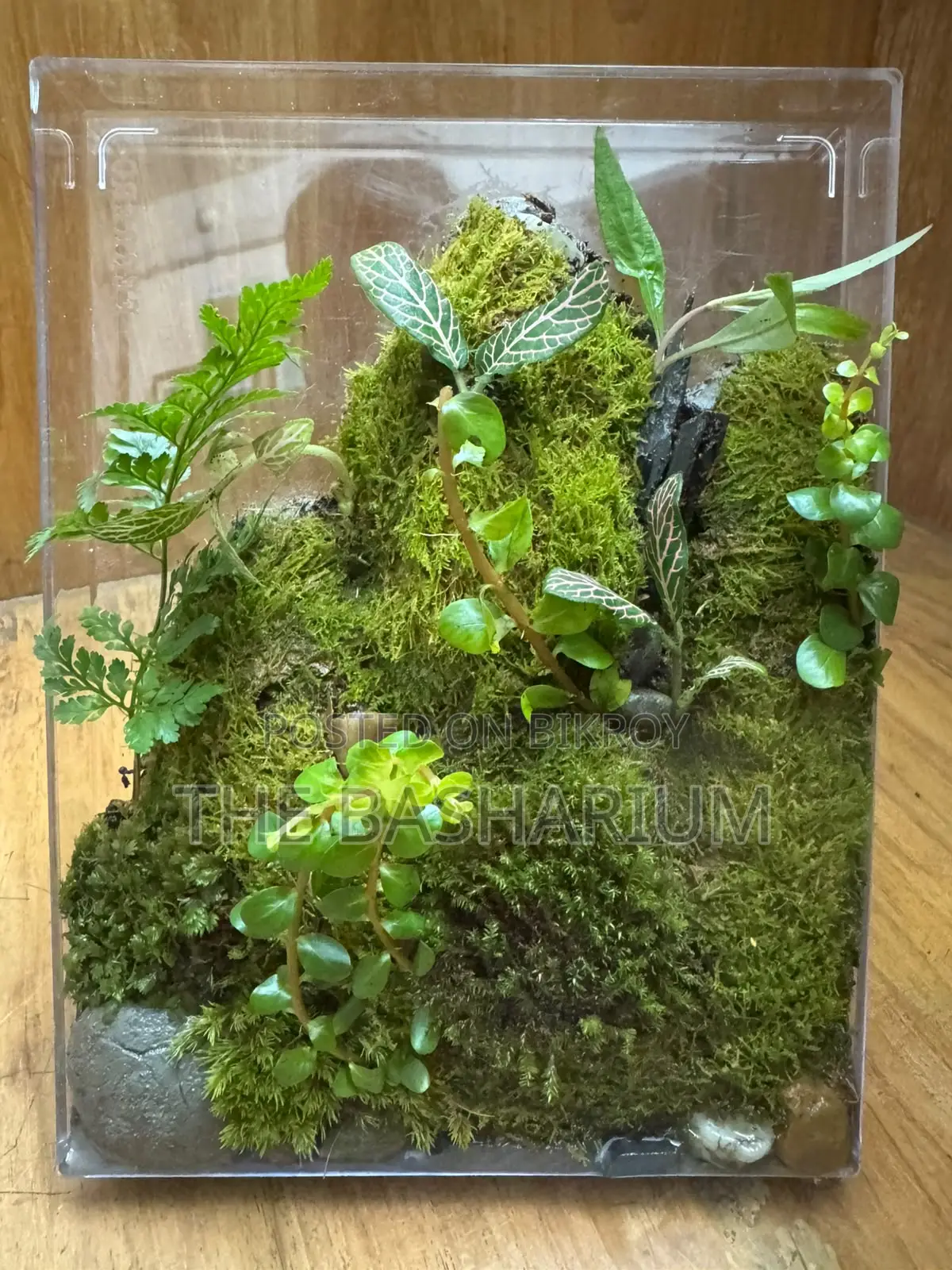 Terrarium - Desk Type