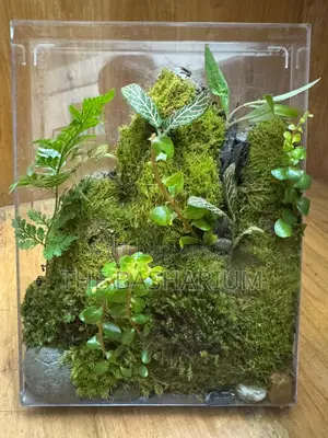 Terrarium - Desk Type
