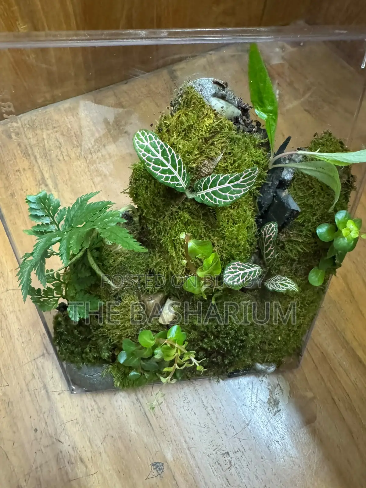 Terrarium - Desk Type