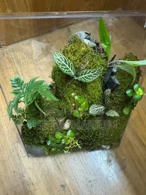 Terrarium - Desk Type