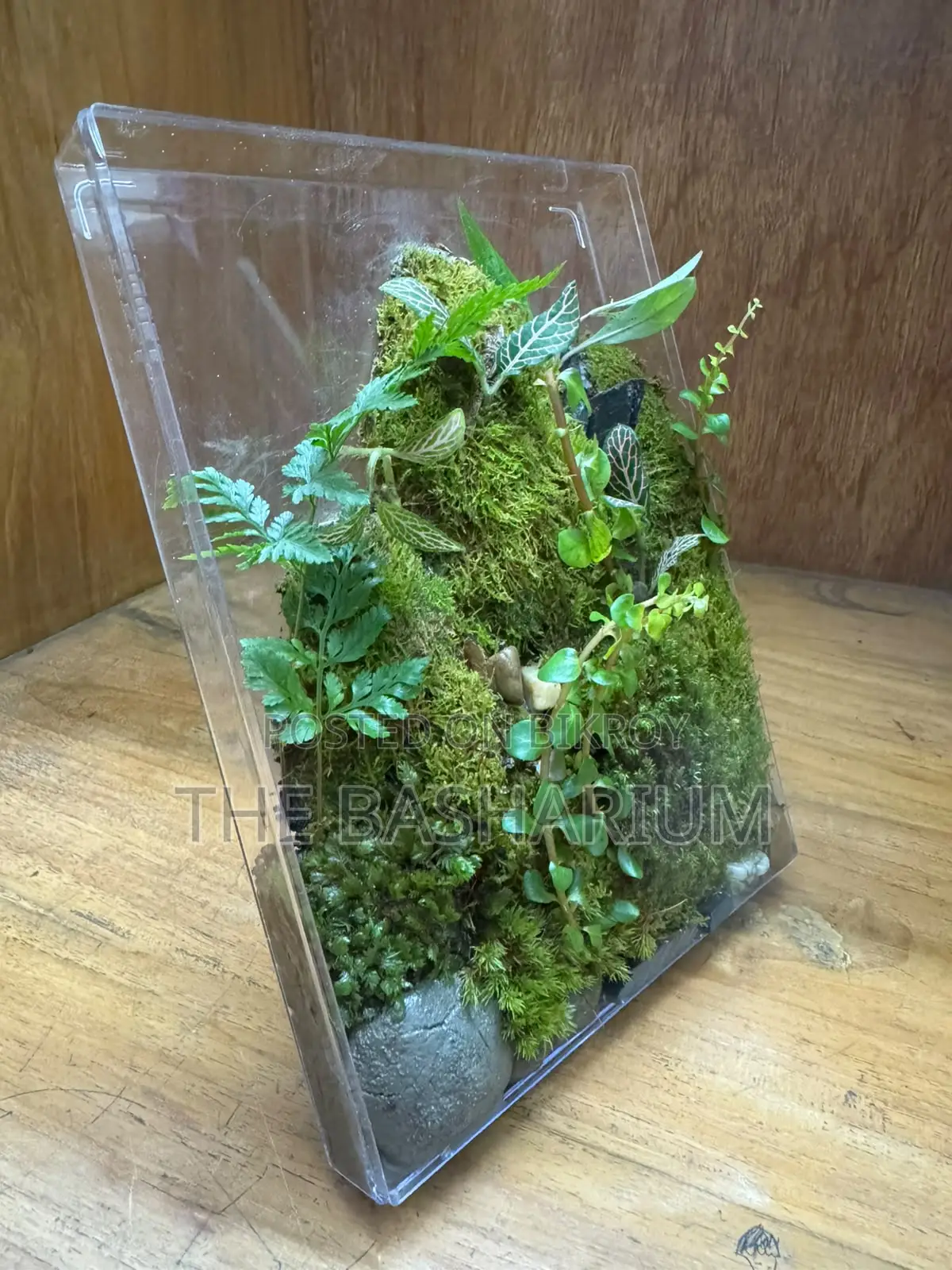 Terrarium - Desk Type
