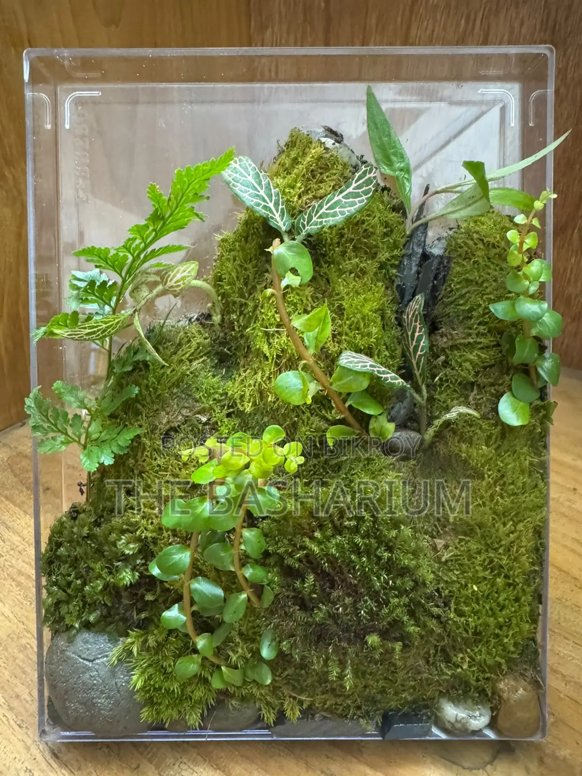 Terrarium - Desk Type