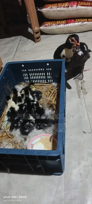 চিনা হাঁসের বাচ্চা